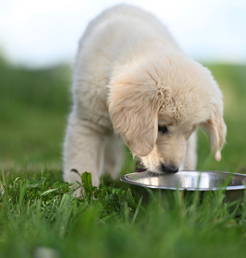 Puppy and dog bowl