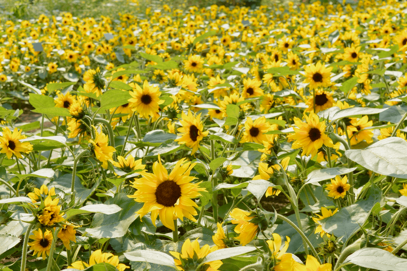 Sunflower field 